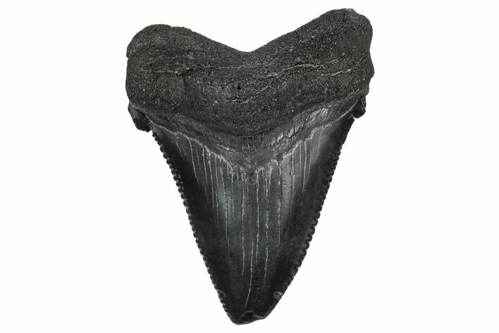Serrated Angustidens Tooth - Megalodon Ancestor #340362